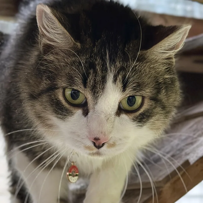 An adult medium-sized female Brown / Chocolate Domestic Medium Hair cat named Evie for adoption in Victor, NY