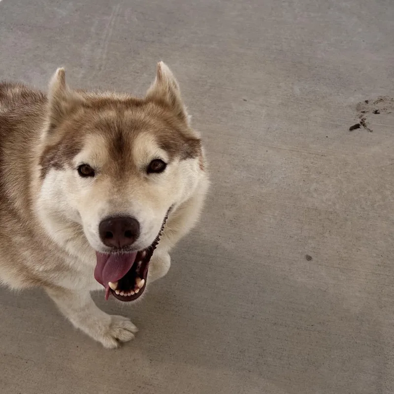 An adult large-sized female Black Siberian Husky dog named Inari for adoption in Harrisonburg, VA