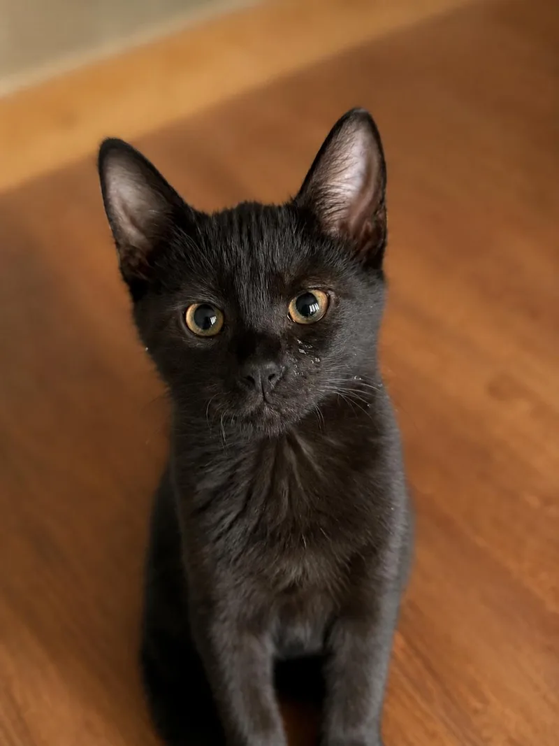 A baby medium-sized female Black Domestic Short Hair cat named Franny for adoption in Jacksonville, FL