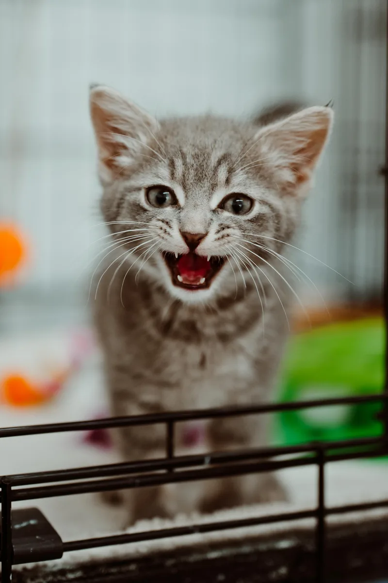 A baby medium-sized male Gray & White Domestic Short Hair cat named Eggbert for adoption in Le Mars, IA