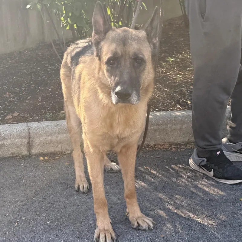A young large-sized male German Shepherd Dog dog named Rufus for adoption in Naperville, IL