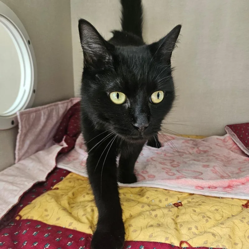 An adult medium-sized female Black Domestic Short Hair cat named Onyx for adoption in Conway, NH