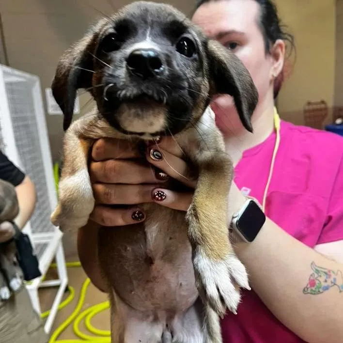 A baby small-sized female Black Mixed Breed dog named Angelica Schuyler for adoption in Gadsden, AL