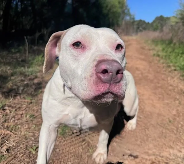 A young medium-sized female Pit Bull Terrier dog named Julia for adoption in Charlotte, NC