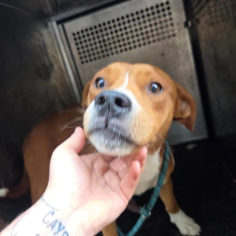 An adult medium-sized male Pit Bull Terrier dog named Quinton for adoption in Birmingham, AL