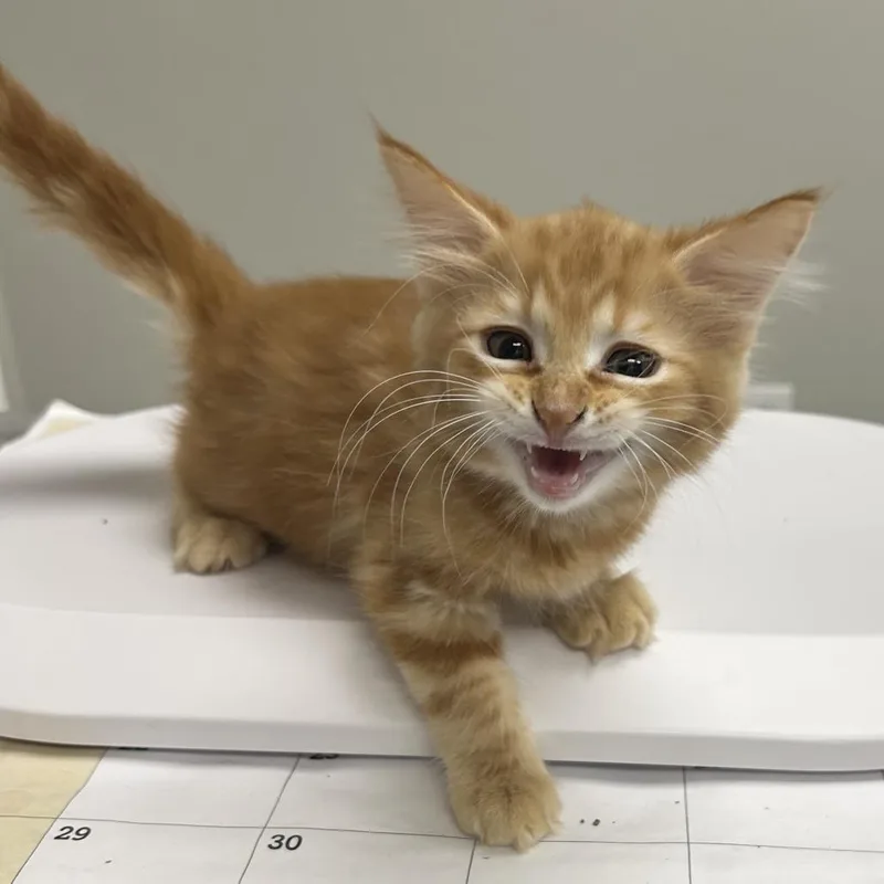 A baby small-sized male Orange / Red Domestic Long Hair cat named Dorito for adoption in Hannibal, MO