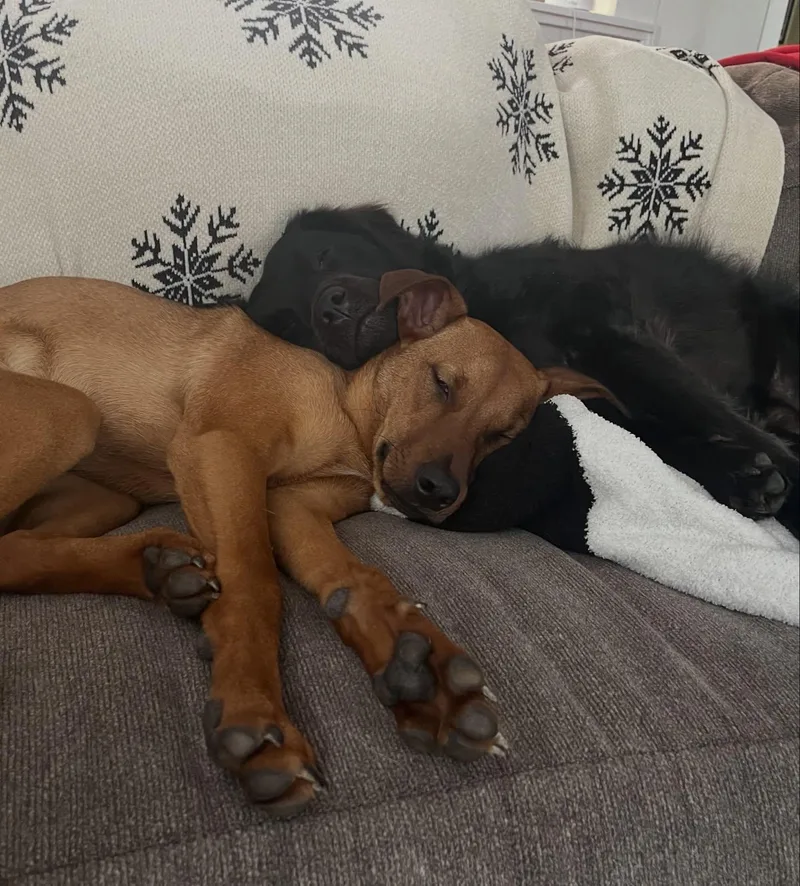 A young medium-sized male Brown / Chocolate American Staffordshire Terrier dog named Bacon for adoption in Salem, NH