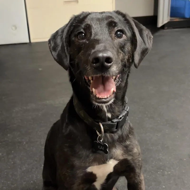 A young medium-sized male Hound dog named Kai for adoption in Valparaiso, IN