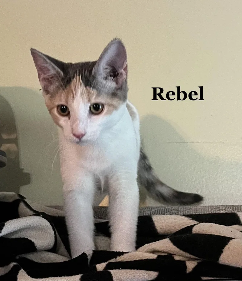 A baby medium-sized female Domestic Short Hair cat named Rebel for adoption in Morehead, KY