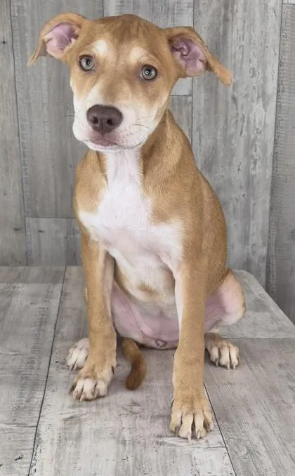 An adult small-sized female Mixed Breed dog named Addison for adoption in Shreveport, LA