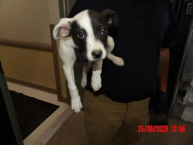 A young small-sized female White / Cream Mixed Breed dog named Minnie for adoption in Hobbs, NM