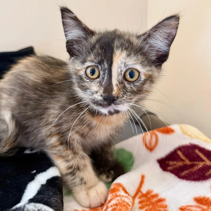 A baby small-sized female Torbie Domestic Short Hair cat named Pancake for adoption in Agoura Hills, CA