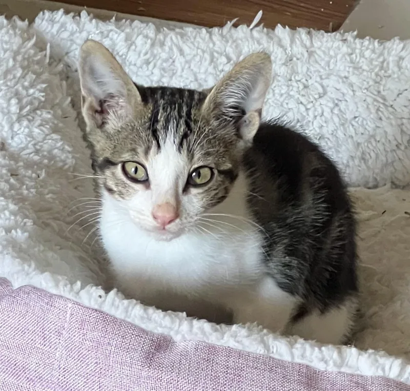 A baby medium-sized male Tabby (Brown / Chocolate) Tabby cat named Dopey for adoption in San Juan Capistrano, CA