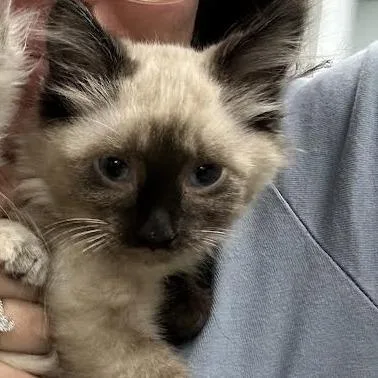 A baby small-sized female White Domestic Short Hair cat named Platform Double Suede for adoption in Durango, CO