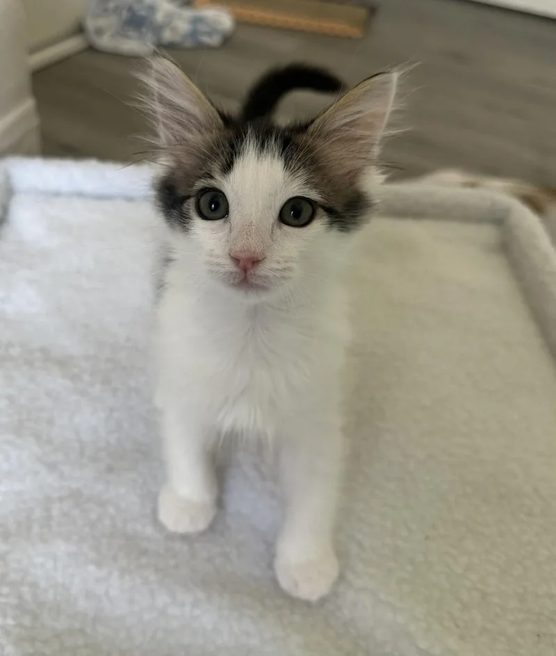 A baby small-sized male Domestic Medium Hair cat named Mozzarella for adoption in Carlsbad, CA