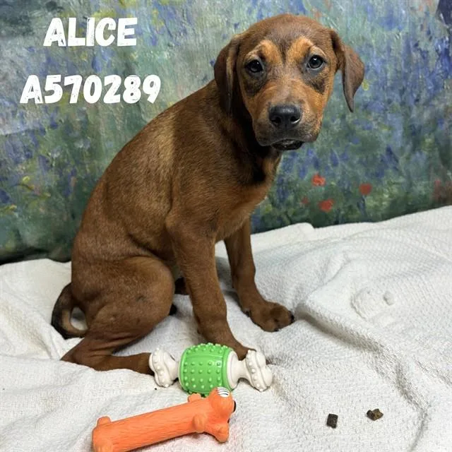 A baby medium-sized female Doberman Pinscher dog named Alice for adoption in Huntsville, AL