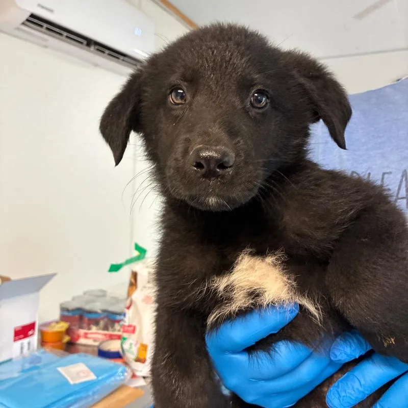 A baby large-sized male Black German Shepherd Dog dog named Dr. Santos for adoption in Hattiesburg, MS