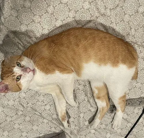 A young large-sized male Domestic Short Hair cat named Mr. Pumpkin for adoption in Tampa, FL