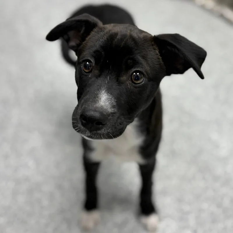 A baby small-sized male Black Chihuahua dog named Bud for adoption in Monticello, IA