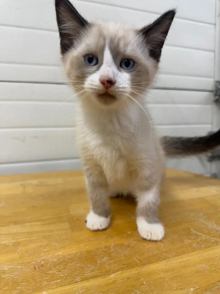 A young large-sized male Domestic Short Hair cat named Lynx for adoption in Lagrange, IN