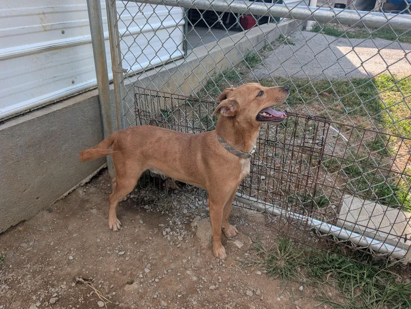 A young medium-sized male Black Mouth Cur dog named Jack for adoption in Lewisburg, TN