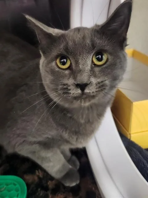 A young small-sized female Domestic Short Hair cat named Sandy for adoption in Saint Peters, MO