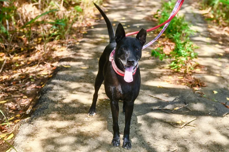 A young medium-sized male Black Mixed Breed dog named Sunny for adoption in Hacienda Heights, CA