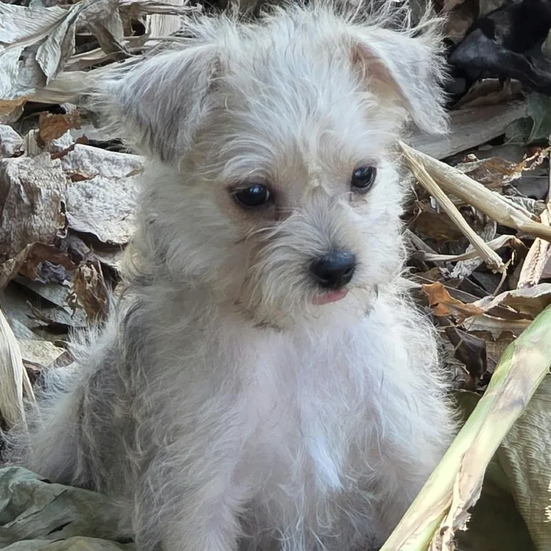 A baby small-sized male Brown / Chocolate Terrier dog named Wes for adoption in Santa Fe, TX