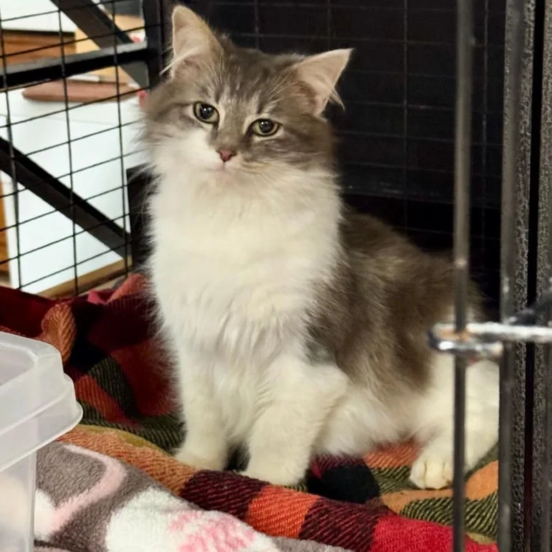 Khaleesi thumbnail 2