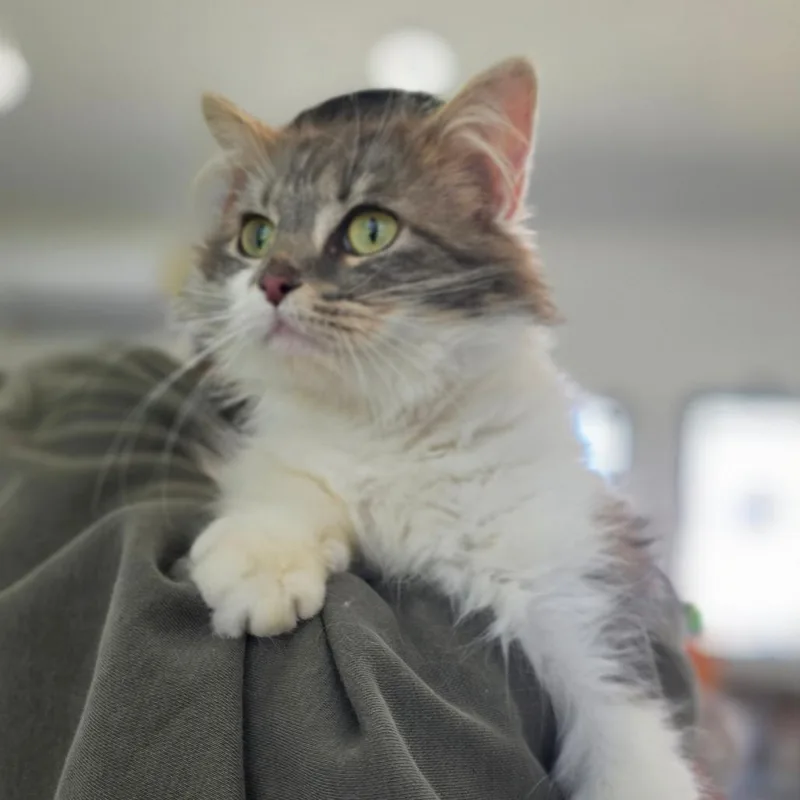 Khaleesi thumbnail 3