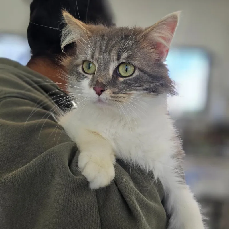 Khaleesi thumbnail 4