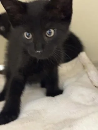 A baby small-sized male Domestic Short Hair cat named Aramas [Grey] for adoption in Chamblee, GA