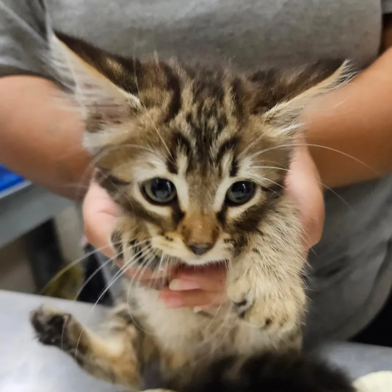 A baby small-sized female Gray / Blue / Silver Domestic Short Hair cat named Cheetah for adoption in Lake Panasoffkee, FL