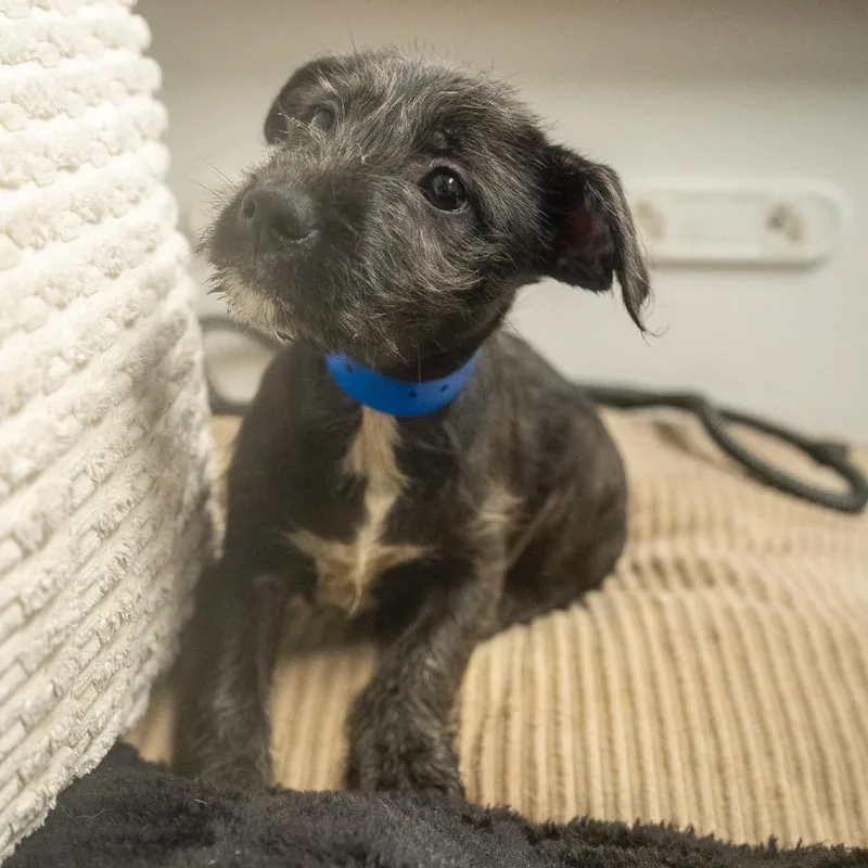 A baby small-sized male Terrier dog named Visk for adoption in Pawling, NY