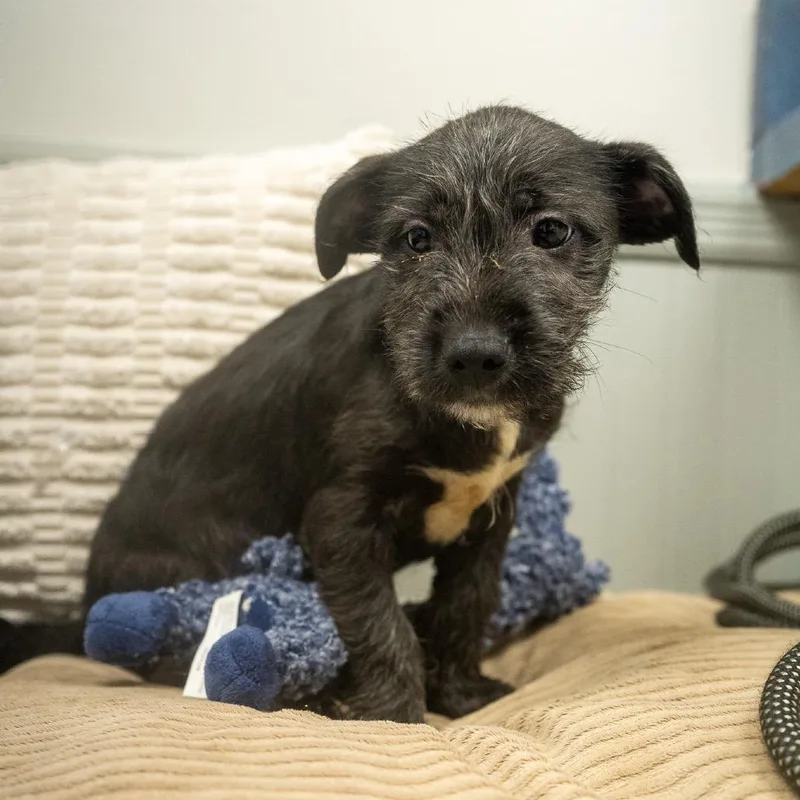 Visk thumbnail 2