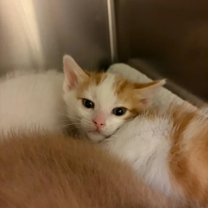 A baby small-sized male Orange / Red Domestic Short Hair cat named Busta Rhymes for adoption in Council Bluffs, IA
