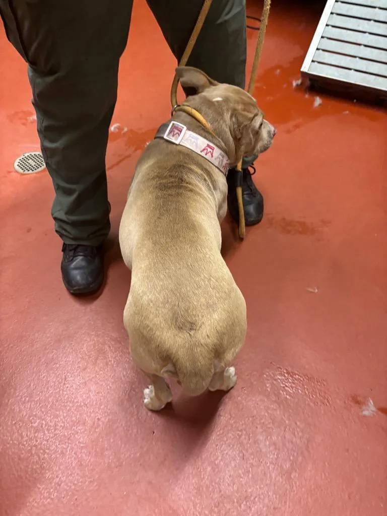 A young medium-sized female Pit Bull Terrier dog named Conquesa for adoption in Douglasville, GA