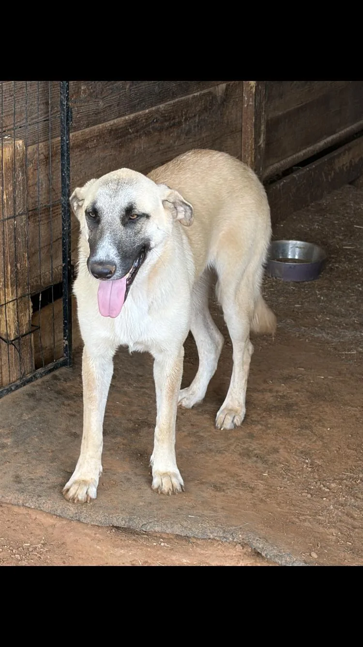 A young medium-sized female Anatolian Shepherd dog named Zizi for adoption in Paradise, TX