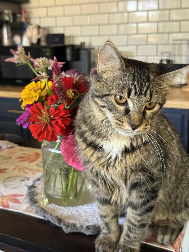 A young small-sized female Domestic Short Hair cat named Luna for adoption in Queen Creek, AZ
