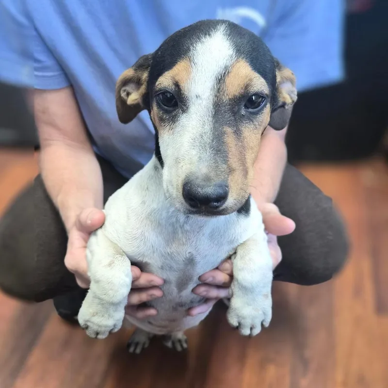A baby medium-sized male Black Jack Russell Terrier dog named Mr. Bigglesworth for adoption in Wahiawa, HI