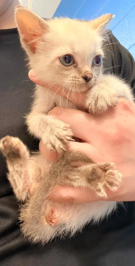 A baby medium-sized female Domestic Short Hair cat named Sage for adoption in Newcastle, OK