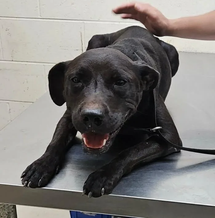 A young medium-sized female Plott Hound dog named ZuZu for adoption in Albany, GA