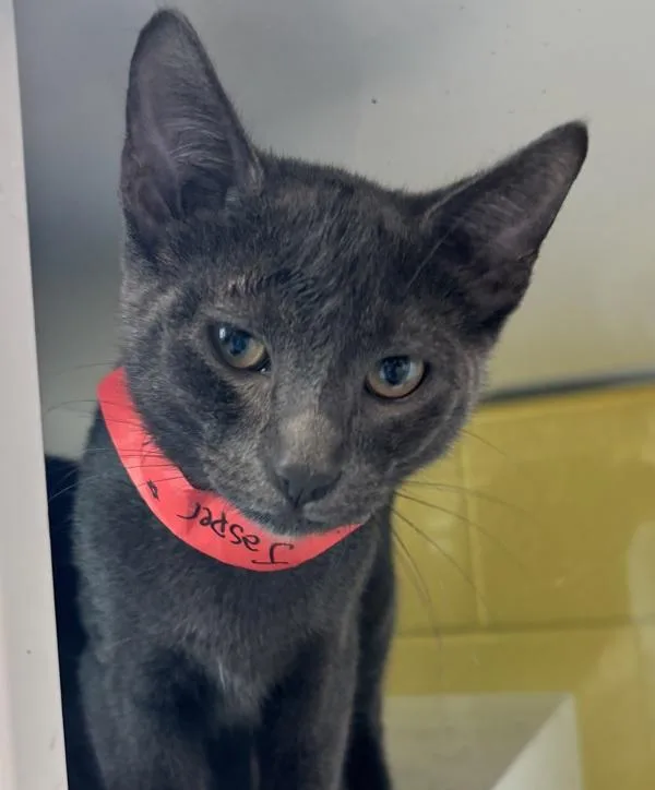 A baby small-sized male Domestic Short Hair cat named Jasper for adoption in Golden, CO