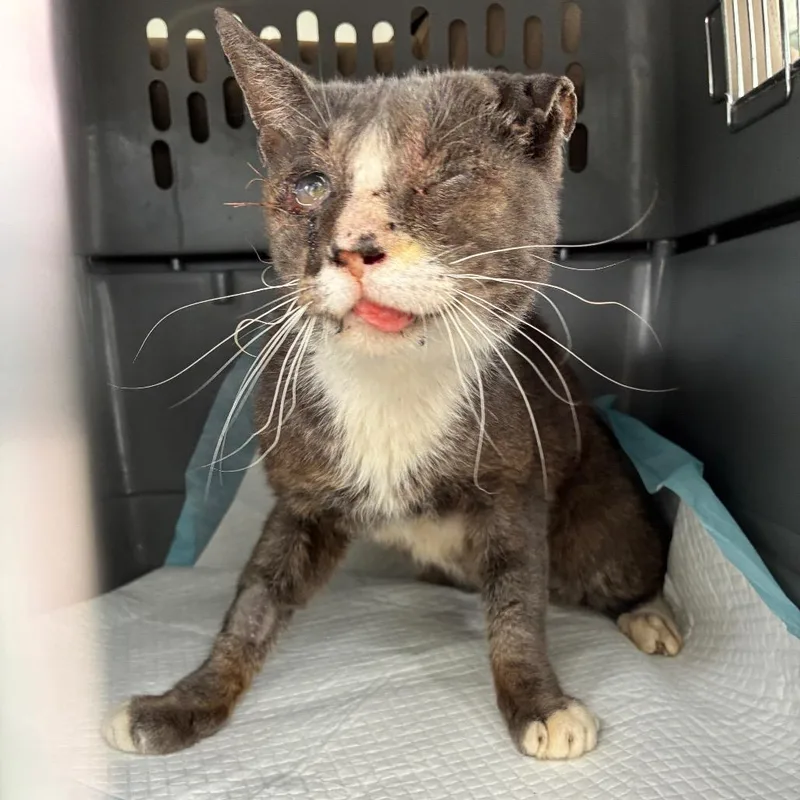 A senior small-sized male Gray / Blue / Silver Domestic Short Hair cat named Heavy for adoption in Titusville, FL