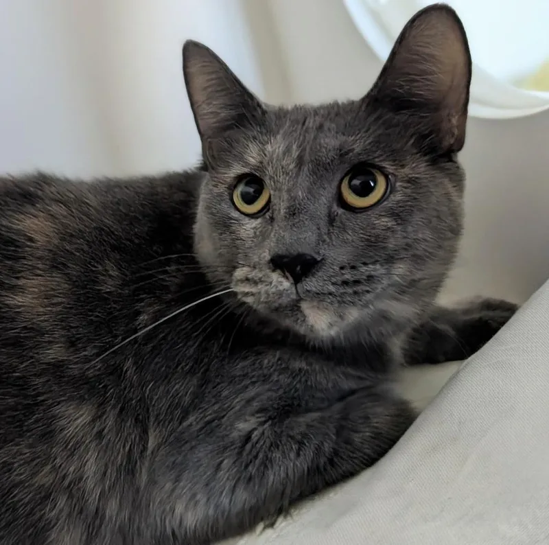 A young large-sized female Domestic Short Hair cat named Element for adoption in Greenfield, IN