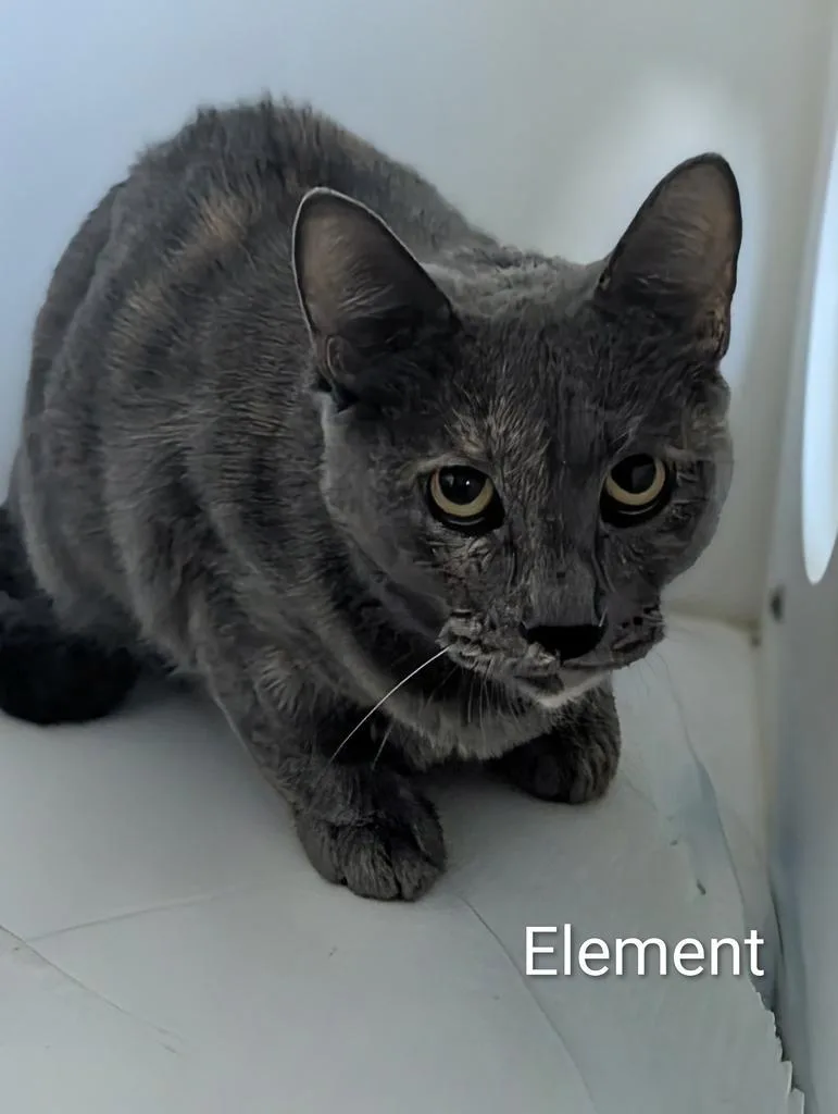 Element thumbnail 4