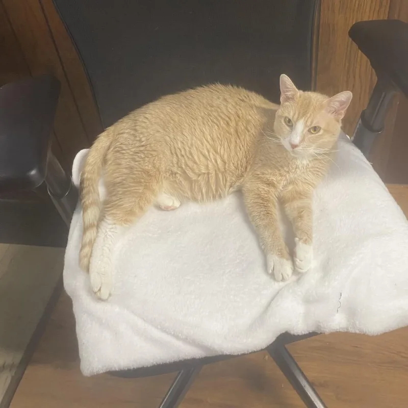 A senior small-sized male Buff / Tan / Fawn Domestic Short Hair cat named Archibald  Special Needs for adoption in Union, MO