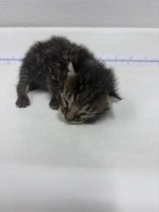 A baby small-sized male Domestic Short Hair cat named Banana for adoption in West Chester, PA