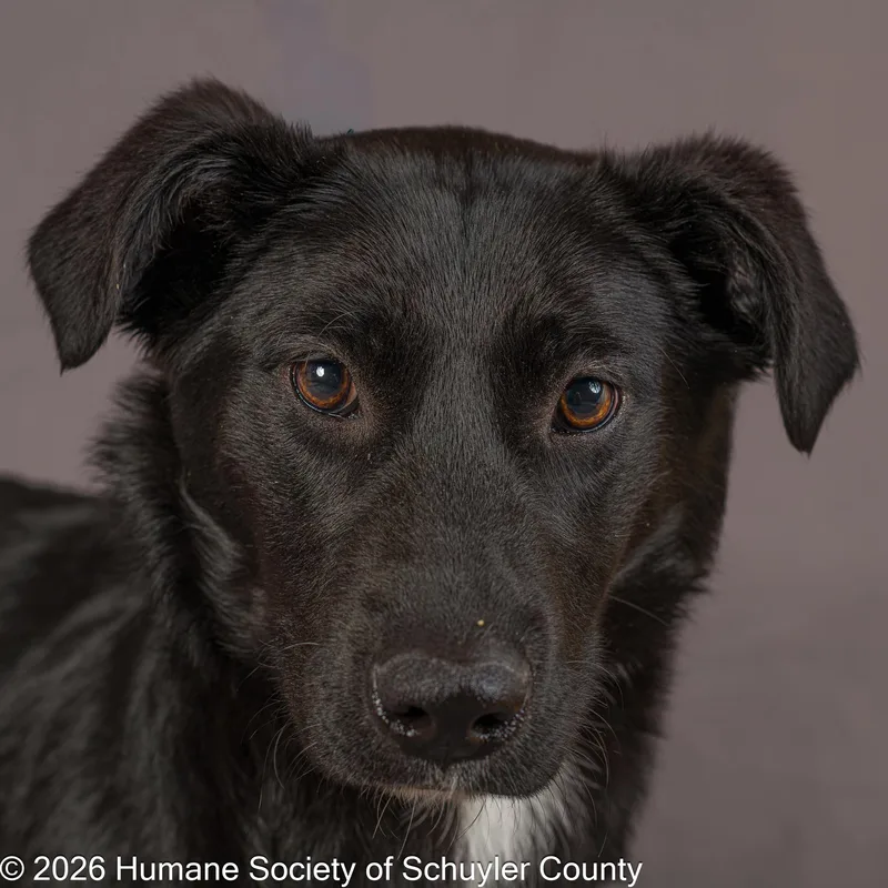 A young medium-sized female Labrador Retriever dog named Hadley for adoption in Montour Falls, NY