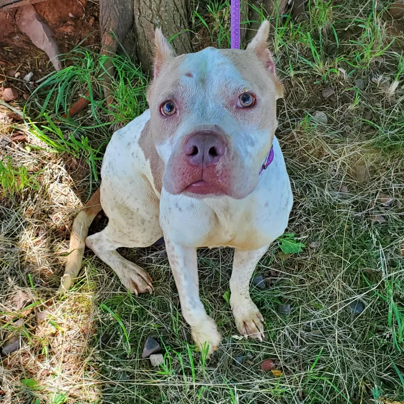An adult medium-sized female White / Cream Pit Bull Terrier dog named Splatter for adoption in Jersey city, NJ